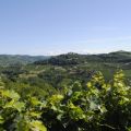 A taste of Monferrato